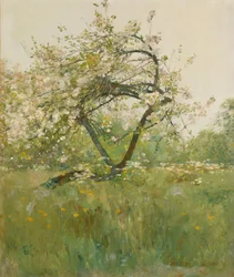Ferskenblomster, Villiers-le-Bel