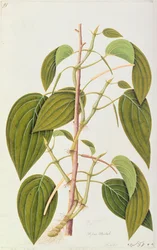Betel Leaf, fra Fifty-Five Drawings of Medicinal Plants of Malacca, bind 1, c.1805-18 (wc på papir)