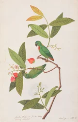 Blåkronet hængende papegøje, fra tegninger af fugle fra Malacca, ca. 1805-18 (wc på papir)