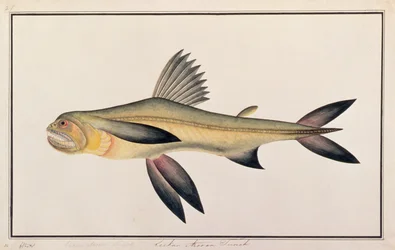 Bombay Duck, fra tegninger af fisk fra Malacca, ca. 1805-18 (wc på papir)