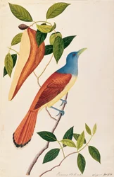 Boorong Seli-ah, fra Tegninger af fugle fra Malacca, ca. 1805-18 (wc på papir)