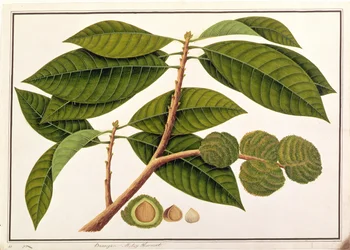 Brangam eller malaysisk kastanje, fra tegninger af planter fra Malacca, ca. 1805-18 (wc på papir)