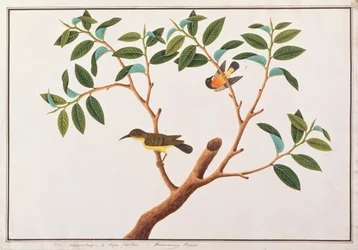 Brunstrubet Sunbird og Rubinkindet Sunbird, fra Tegninger af Fugle fra Malacca, ca. 1805-18 (wc på papir)