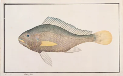 Croaker, fra tegninger af fisk fra Malacca, ca. 1805-18 (wc på papir)