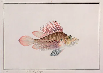 Eekan Linqah Singah, fra Drawings of Fishes from Malacca, ca. 1805-18 (wc på papir)