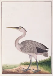 Grey Heron, fra Tegninger af Fugle fra Malacca, ca. 1805-18 (wc på papir)