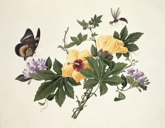 Hibiscus og sommerfugl