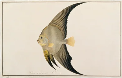 Langfinnet flagermusfisk, fra tegninger af fisk fra Malacca, ca. 1805-18 (wc på papir)