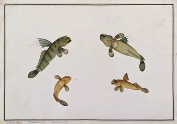 Mud Fish, Bloodo chiena, Bloodo La-ore, fra tegninger af fisk fra Malacca, ca. 1805-18 (wc på papir)