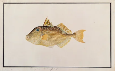 Starry Triggerfish, fra tegninger af fisk fra Malacca, ca. 1805-18 (wc på papir)