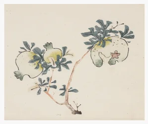 Ten Bamboo Series, 18th centurydani