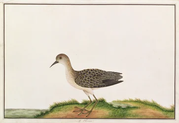 Wood Sandpiper, fra Tegninger af Fugle fra Malacca, ca. 1805-18 (wc på papir)