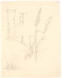 Plantestudier