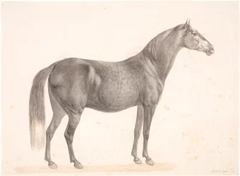 Sort hest