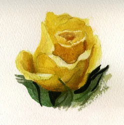 Gul rose, 2009 (akvarel på papir)