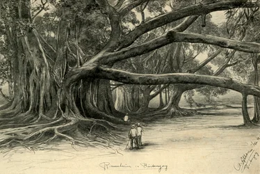 Kæmpetræer i Buitenzorg, Java, 1898.