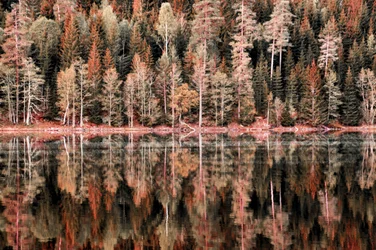 Refleksioner fra en efterårsskov