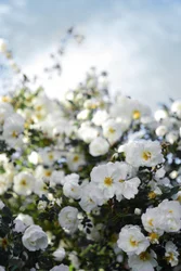 Blomstrende hvide roser