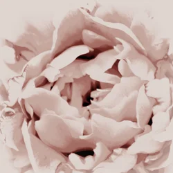 Blush Pink Pæon