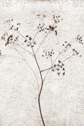 Delikat tørret plante