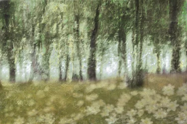 Drømmende skovblomster