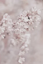 Drømmende lyserøde blomster