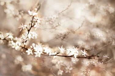 Drømmende hvide blomster