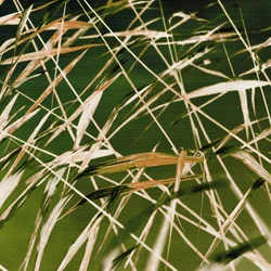 Naturens dynamiske skønhed
