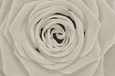 Elegant hvid rose