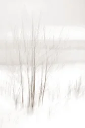 Et æterisk vinterskov
