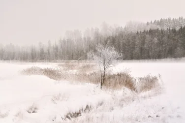 Et frostbelagt vintertræ
