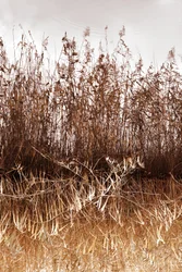 Refleksioner fra Golden Reeds