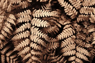 Indviklede brune bregner