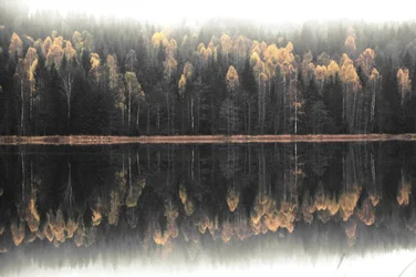 Tåget efterårsrefleksion