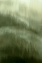 Fred og ro i den tågede skov