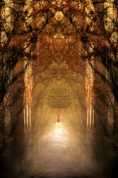 Den mystiske skovtunnel