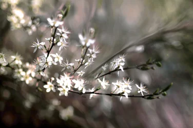Sloe-blomst
