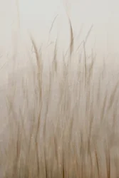 Blødt beige græs