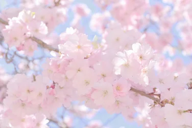 Bløde, lyserøde kirsebærblomster
