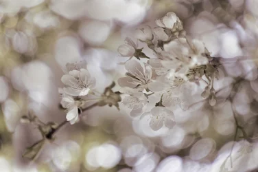 Blide forårsblomster