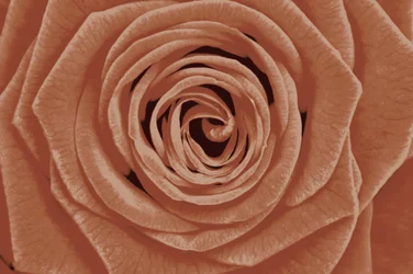 Detalje af en terrakottarose