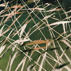 "Whispering Reeds" – Resumé