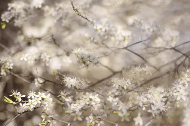 Hvide forårsblomster