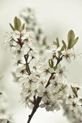Hvide forårsblomster