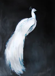 Elegant hvid påfugl