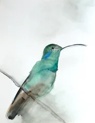 Akvarel: Blågrøn kolibri