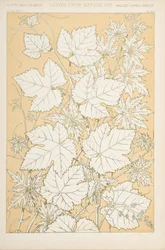 Blade fra naturen, 1868 (chromolitho)