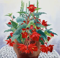 Begonia (akvarel på papir)