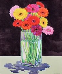 Gerbera (akvarel på papir)