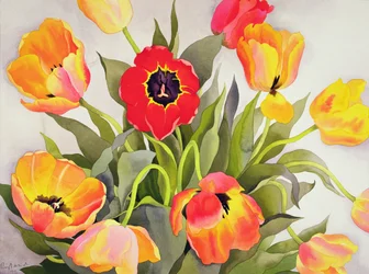 Orange og røde tulipaner (wc)